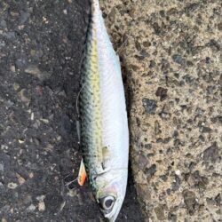 ショアジギング　5