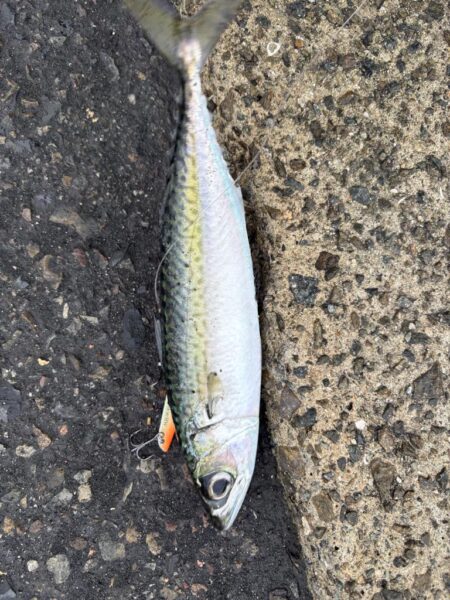 ショアジギング　5