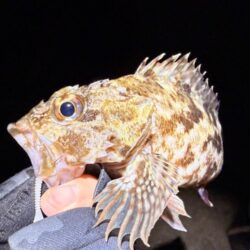 ２２日ぶりのメバリング