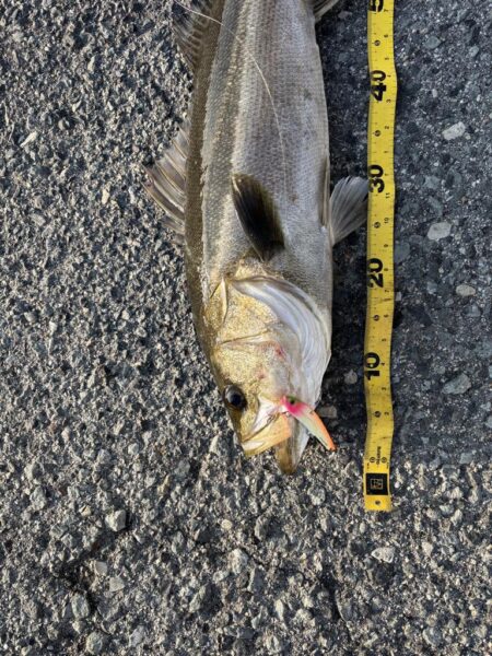 ショアジギング　6