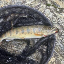 人生2度目の渓流で20アップ！