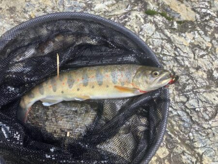 人生2度目の渓流で20アップ！