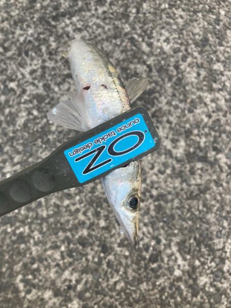 朝マズメのカマス釣りで20匹GET