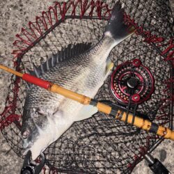 ヘチってきました