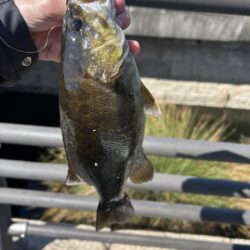 ゲストばっかのティラピア釣り