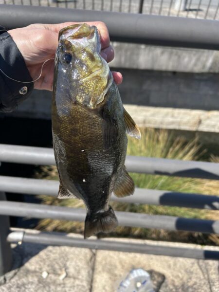 ゲストばっかのティラピア釣り