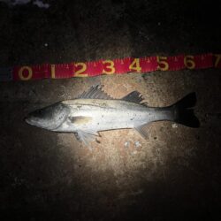 3連勝！！爆釣千葉港✨