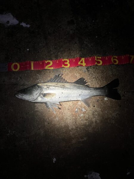 3連勝！！爆釣千葉港✨