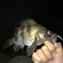 メバルがぼちぼち