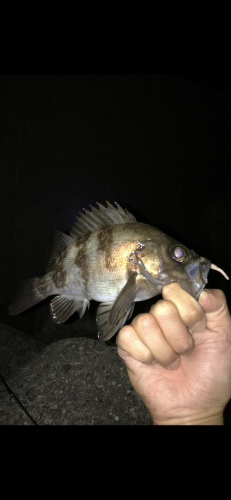 メバルがぼちぼち