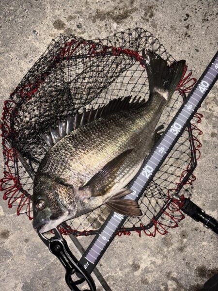 ヘチってきました