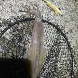 ヤリイカ　　コズクラ