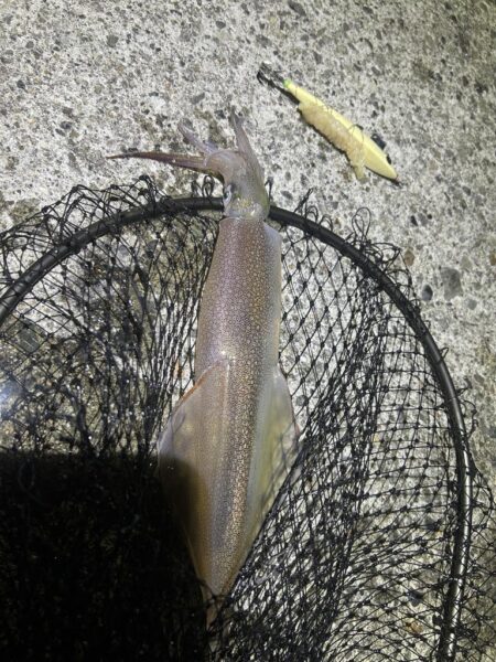 ヤリイカ　　コズクラ