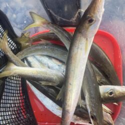 朝マズメのカマス調査