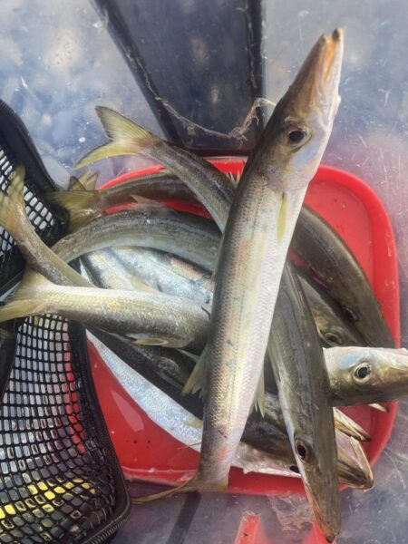 朝マズメのカマス調査