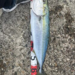 2026年ショアジギ初戦でメジロ!