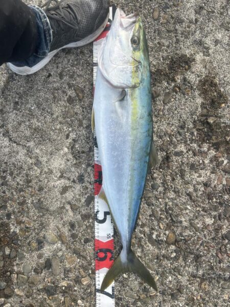 2026年ショアジギ初戦でメジロ!