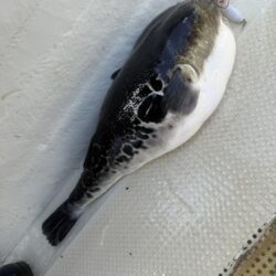 南房総沖、トラフグ