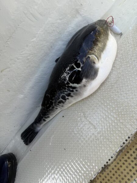 南房総沖、トラフグ