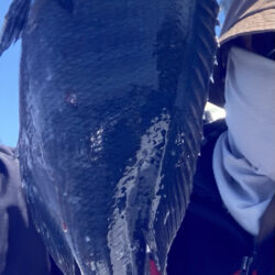 旬のグレジギング！