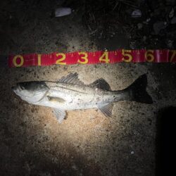 短釣でもバチ抜けで連発！