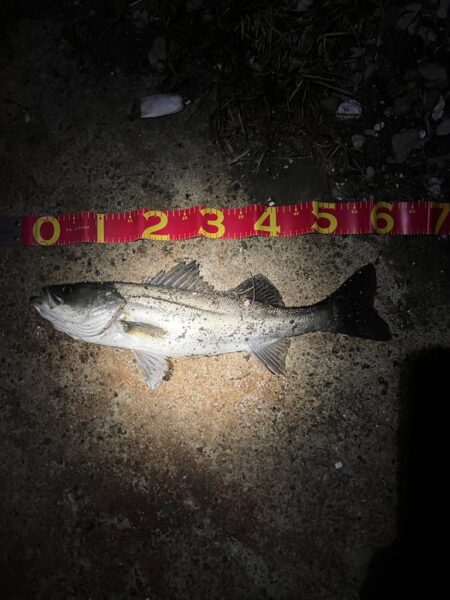 短釣でもバチ抜けで連発！