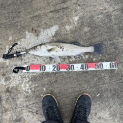 久しぶりのシーバス