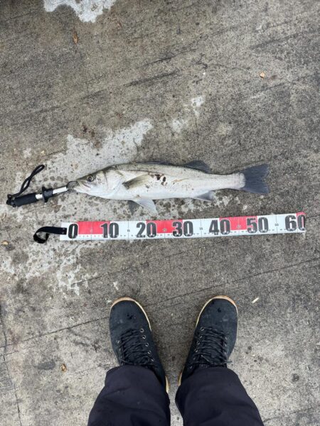 久しぶりのシーバス