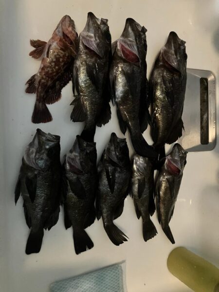 東二見メバル26