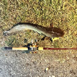 ナマズ釣り！！