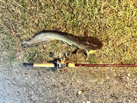 ナマズ釣り！！