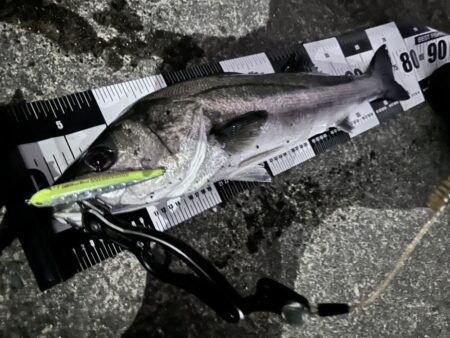 バースデーフィッシュ②