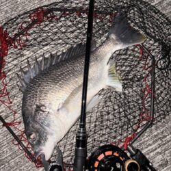 ヘチってきました