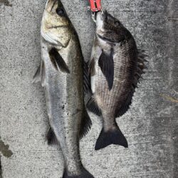 久々のチヌ釣れました