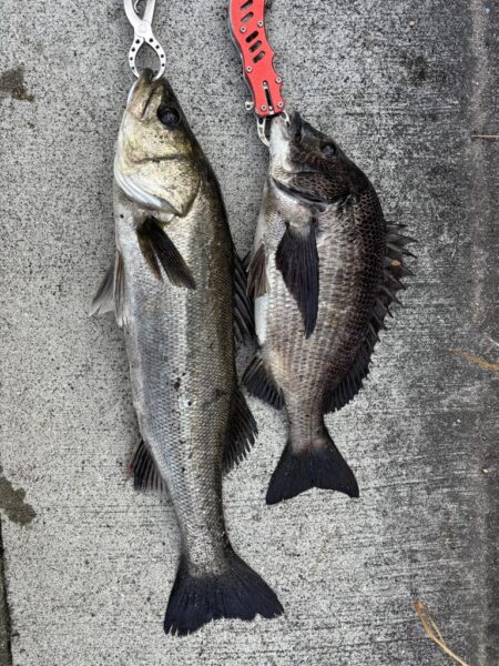 久々のチヌ釣れました