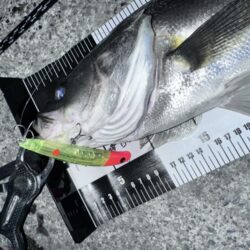 バースデイフィッシュ① ハイドシャロー120F