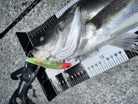 バースデイフィッシュ① ハイドシャロー120F