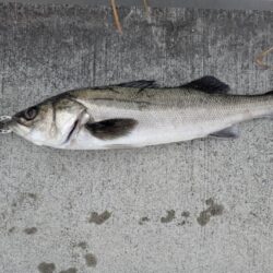 セイゴ、ガシラ釣れました