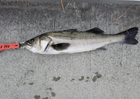 セイゴ、ガシラ釣れました