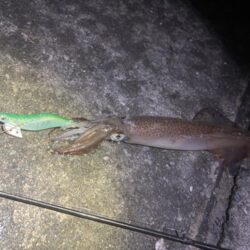 【常神半島】ヤリイカ第二弾