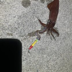 ヤリイカ、ケンサキイカ