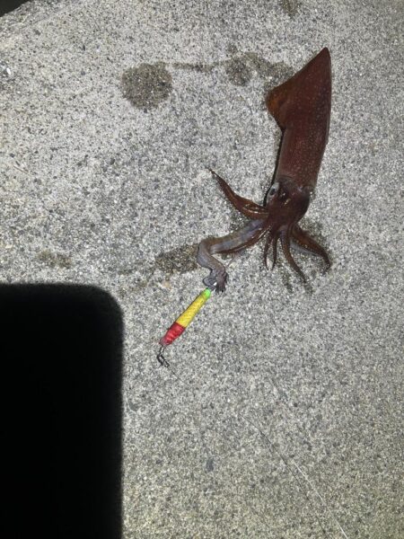 ヤリイカ、ケンサキイカ