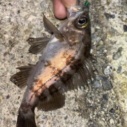 メバル10、ガシラ⑤