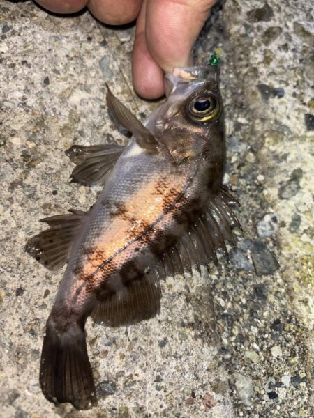 メバル10、ガシラ⑤