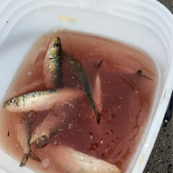 イワシ爆釣なり2nd