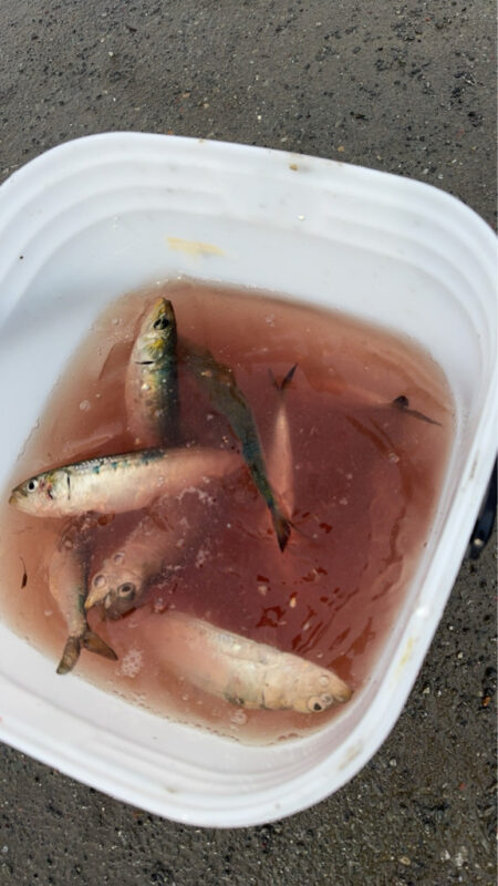 イワシ爆釣なり2nd