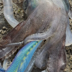 春烏賊ー🦑🌸