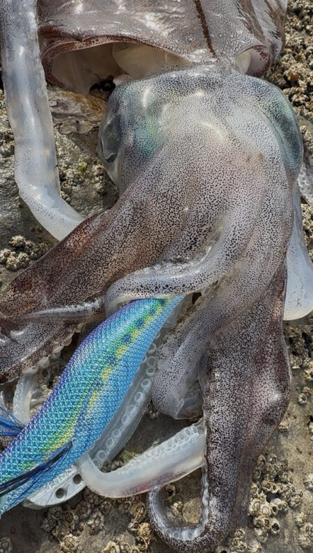 春烏賊ー🦑🌸