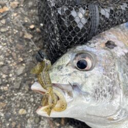 3月13日15時チニング