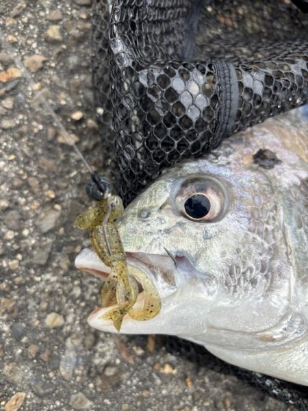 3月13日15時チニング